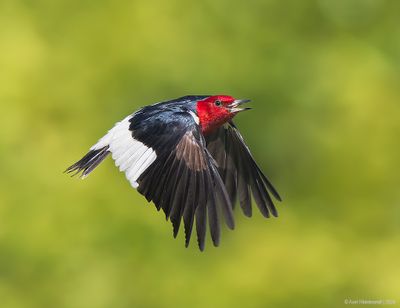 Red-headedWoodpecker59c9173.jpg