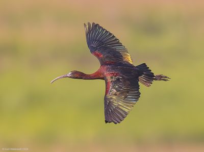 GlossyIbis26c9029.jpg