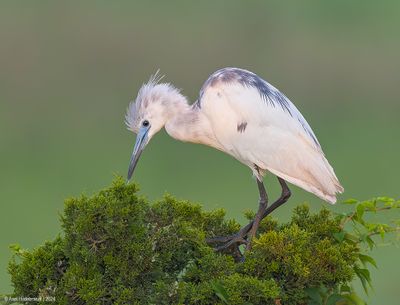 LittleBlueHeron-Calico59c0715.jpg
