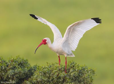 WhiteIbis18c2741.jpg