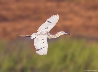 LittleBlueHeron-Calico60c3868.jpg