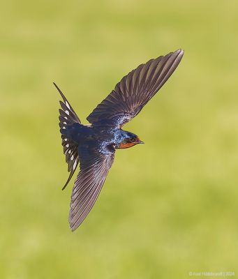 BarnSwallow70c4619.jpg
