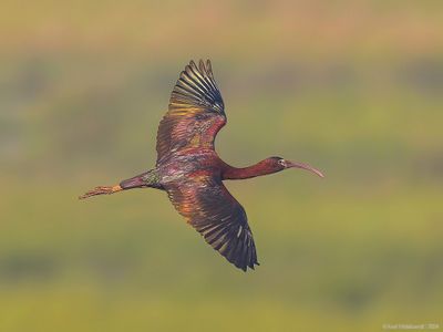 GlossyIbis28c6996-1.jpg