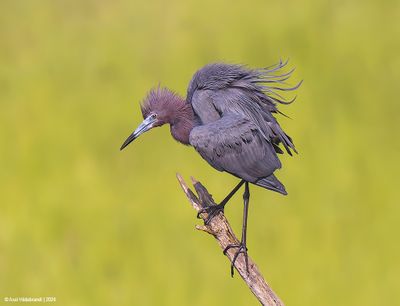 LittleBlueHeron61c8671.jpg