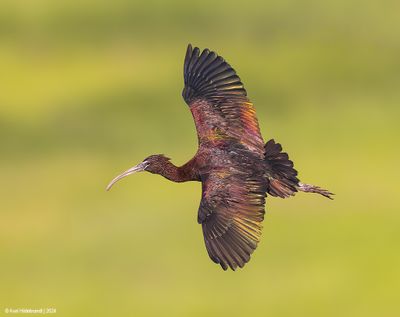 GlossyIbis29c0133.jpg