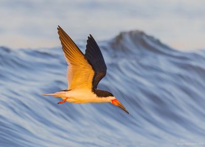 BlackSkimmer186c2969.jpg
