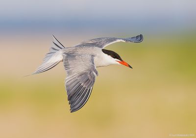 CommonTern214c6600.jpg