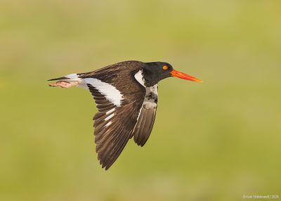 AmericanOystercatcher153c6893.jpg