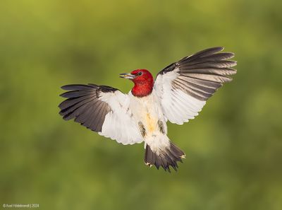 Red-headed Woodpecker