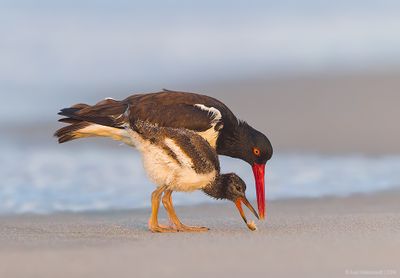 AmericanOystercatcher154c1075.jpg
