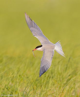 CommonTern 215c3536.jpg