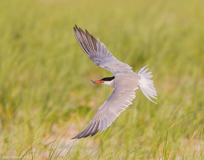 CommonTern216c3929.jpg