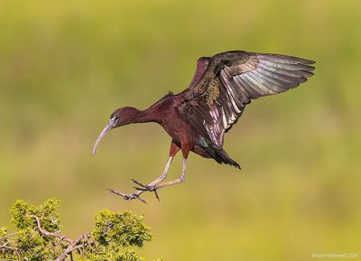 GlossyIbis30c8981.jpg