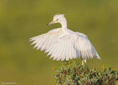 LittleBlueHeron62c6369.jpg