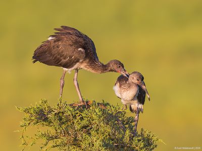 WhiteIbis19c6178.jpg