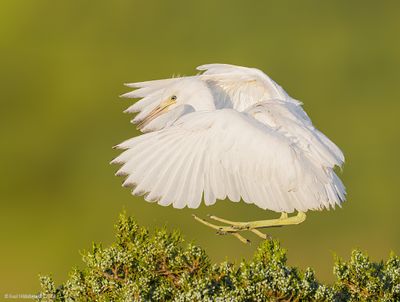 LittleBlueHeron63c6354.jpg