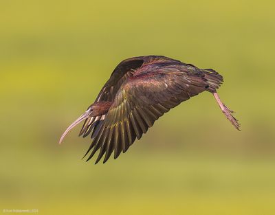 GlossyIbis32c8314.jpg