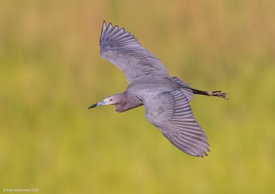 LittleBlueHeron64c7780.jpg