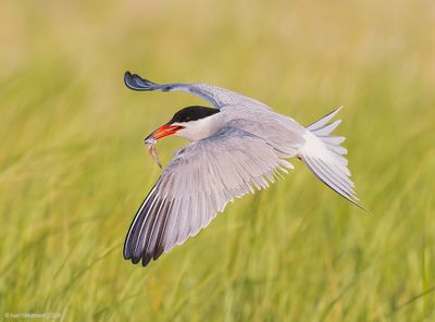 CommonTern217c4274.jpg
