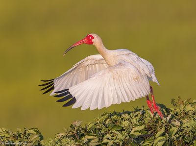 WhiteIbis20c2274.jpg