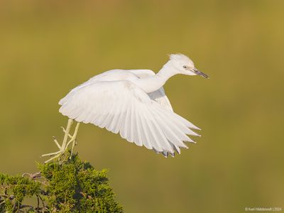 LittleBlueHeron65c2616.jpg