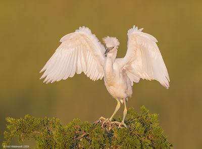 LittleBlueHeron66c1200.jpg