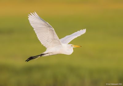 GreatEgret42c2643.jpg