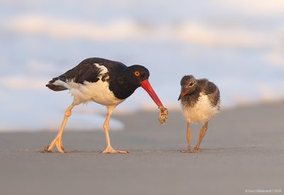AmericanOystercatcher155c1111.jpg