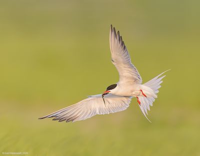 CommonTern218c1543.jpg