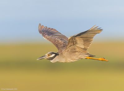 Yellow-crownedNightHeron15c8445.jpg