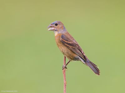 BlueGrosbeak02c6332.jpg