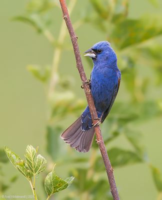 BlueGrosbeak03c7042.jpg