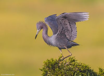 LittleBlueHeron67c0710.jpg