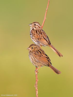 Song Sparrow