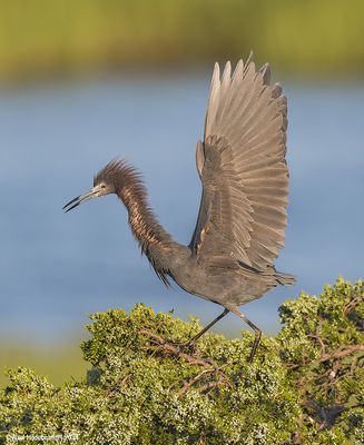 LittleBlueHeron69c8539.jpg
