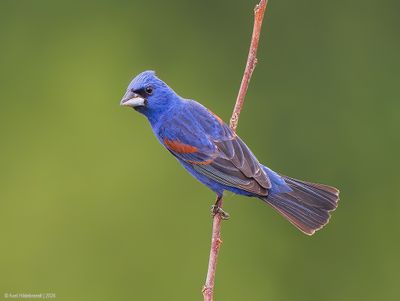 BlueGrosbeak07c6811.jpg