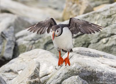 AtlanticPuffin49c6469.jpg