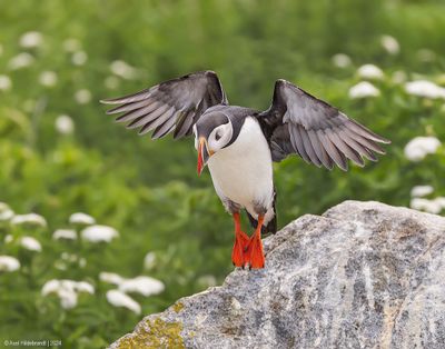 AtlanticPuffin50c7599.jpg