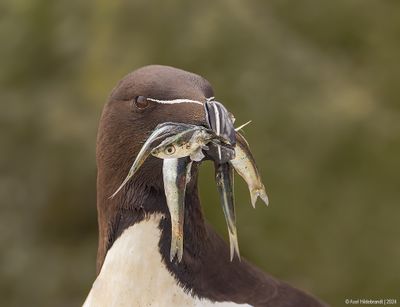 Razorbill41c6988.jpg