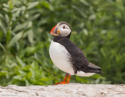 AtlanticPuffin51c7825.jpg