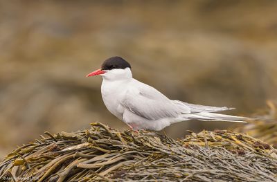 ArcticTern04c0896.jpg