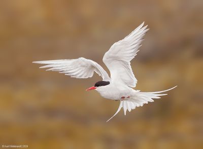 ArcticTern05c0366.jpg