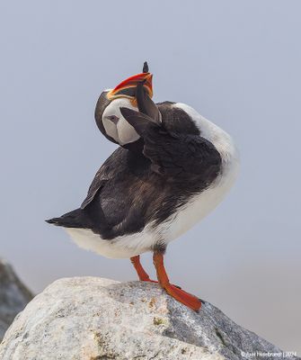 AtlanticPuffin52c4596.jpg