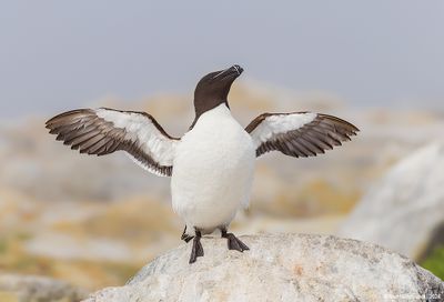 Razorbill42c4759.jpg