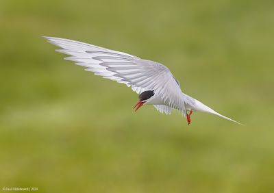 ArcticTern06c3014.jpg