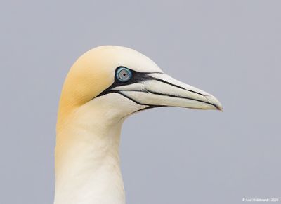 NorthernGannet44c9248.jpg