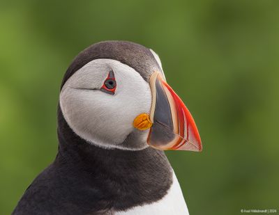 AtlanticPuffin53c8100.jpg