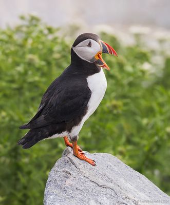AtlanticPuffin54c8392.jpg