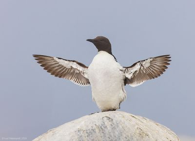 CommonMurre07c6396.jpg