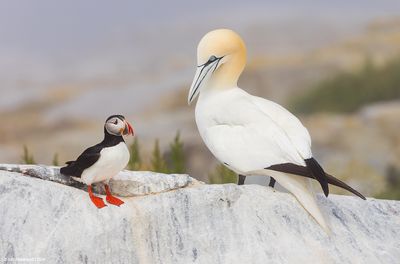Seabirds
